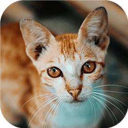 Spēle Cat-tastic Puzzle Challenge — bezmaksas online spēle